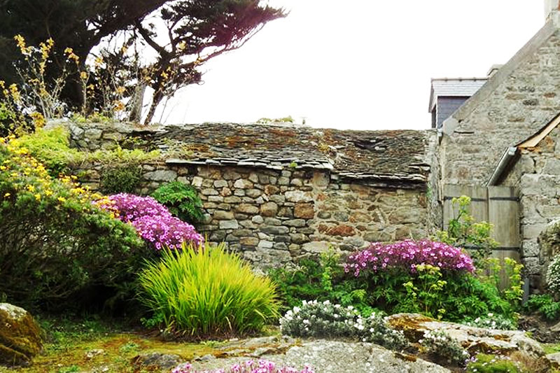 Ile de Batz, Géranium de Madère dans le village