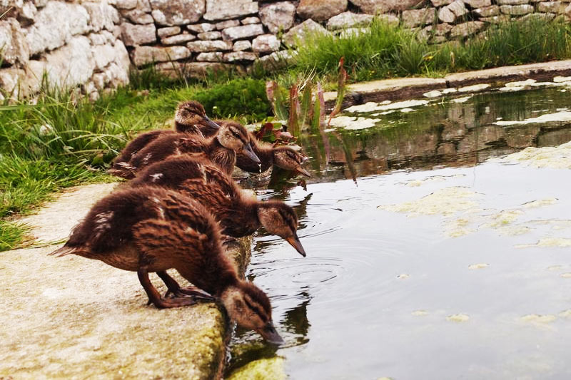 Ile de Batz, La Mare aux Canards