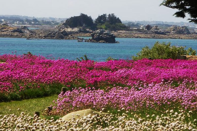 Ile de Batz, tapis d'Arméria au jardin Georges Delaselle