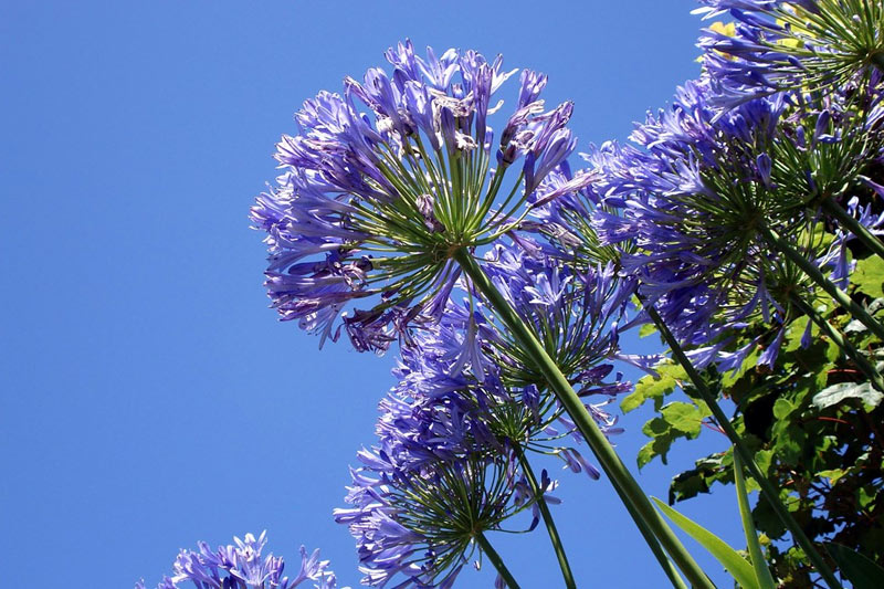 Ile de Batz Agapanthes