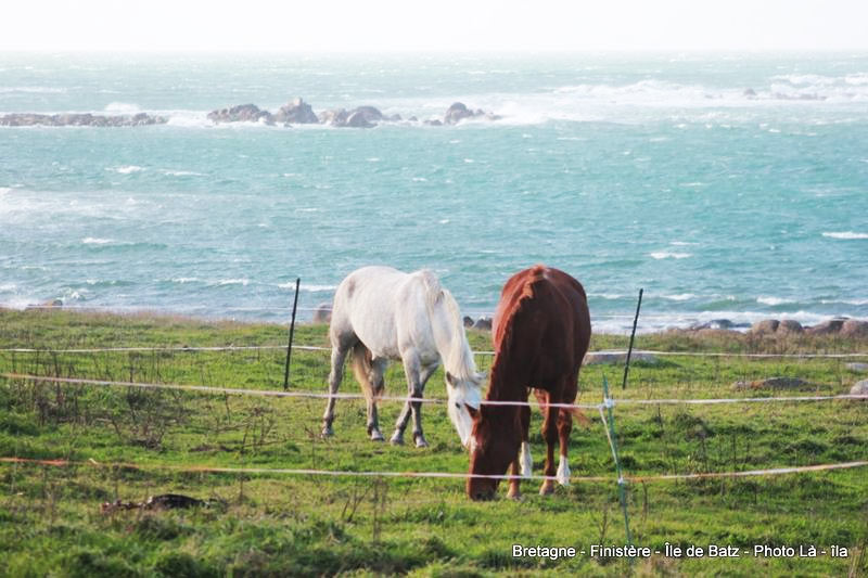 Ile de Batz, chevaux sur la côte Nord