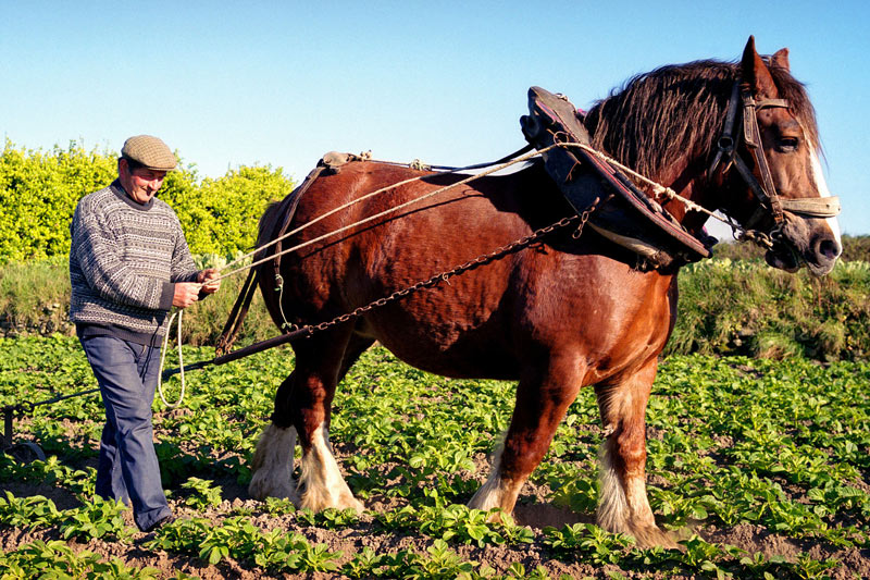 Ile de Batz, agriculture